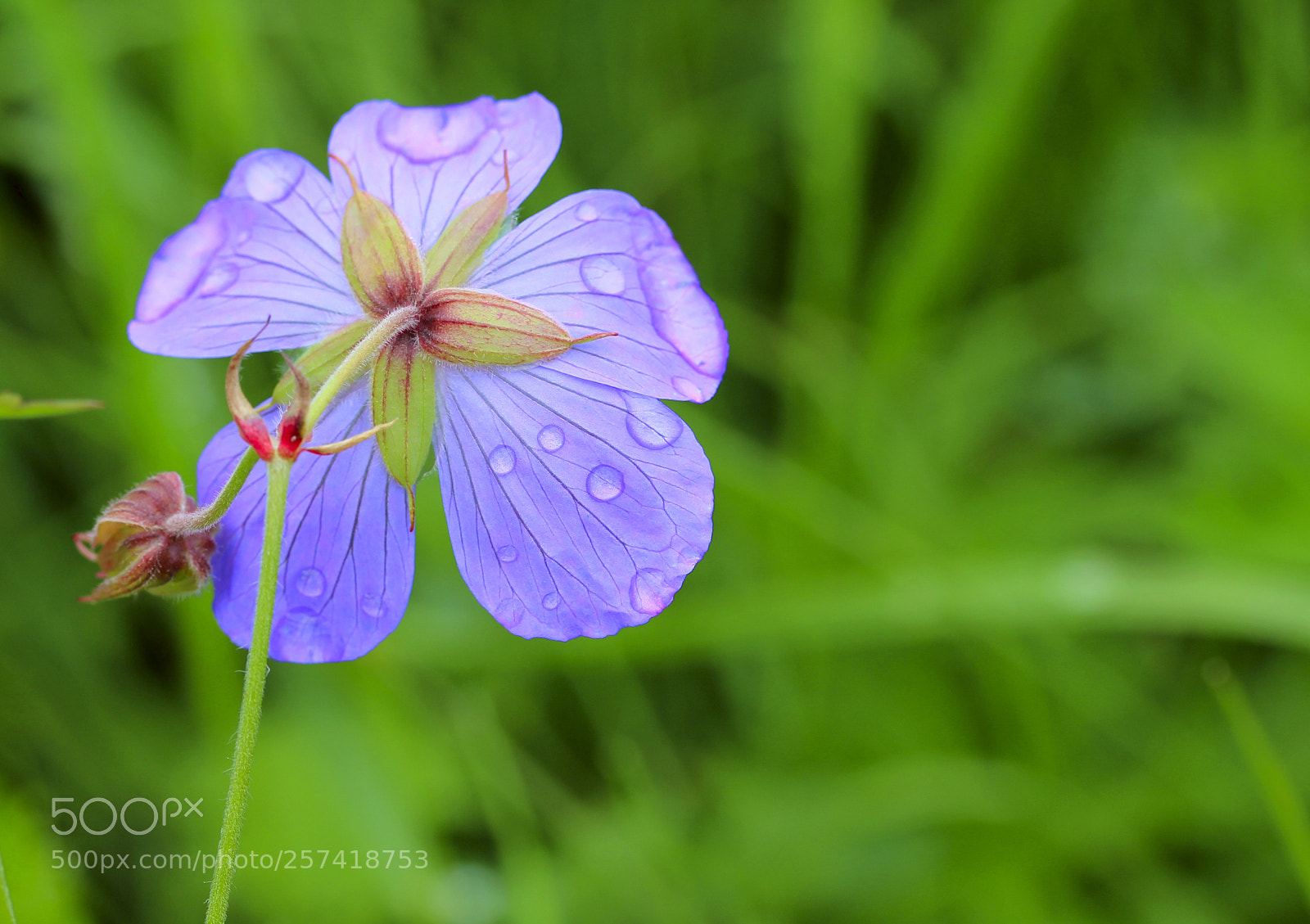 Canon EOS 550D (EOS Rebel T2i / EOS Kiss X4) sample photo. Drops on flower photography