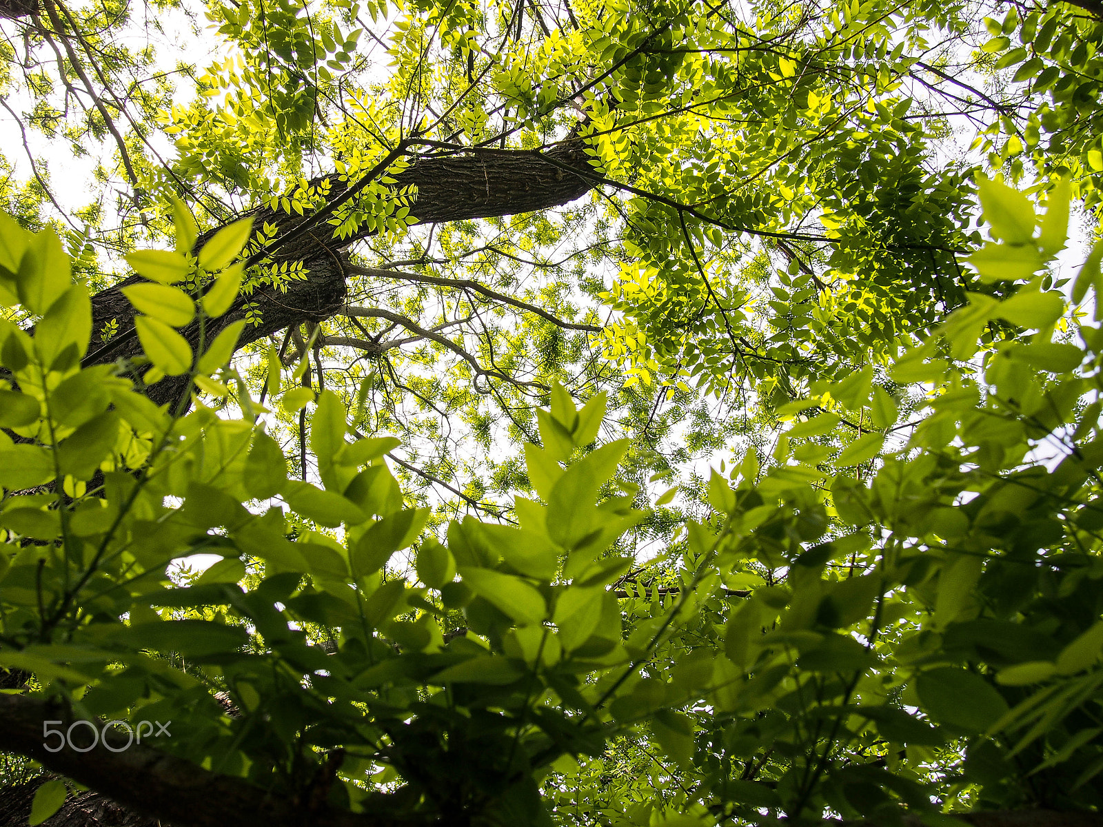 Olympus PEN E-PL6 sample photo. Green photography