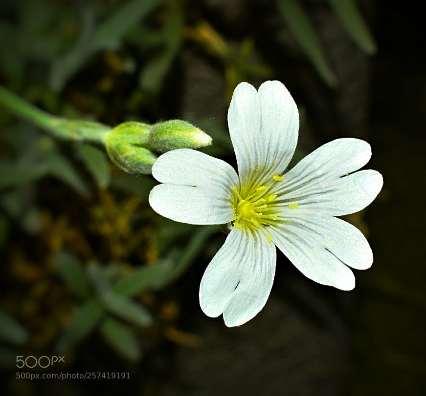 Nikon D5300 sample photo. Hornkrautblüte! photography