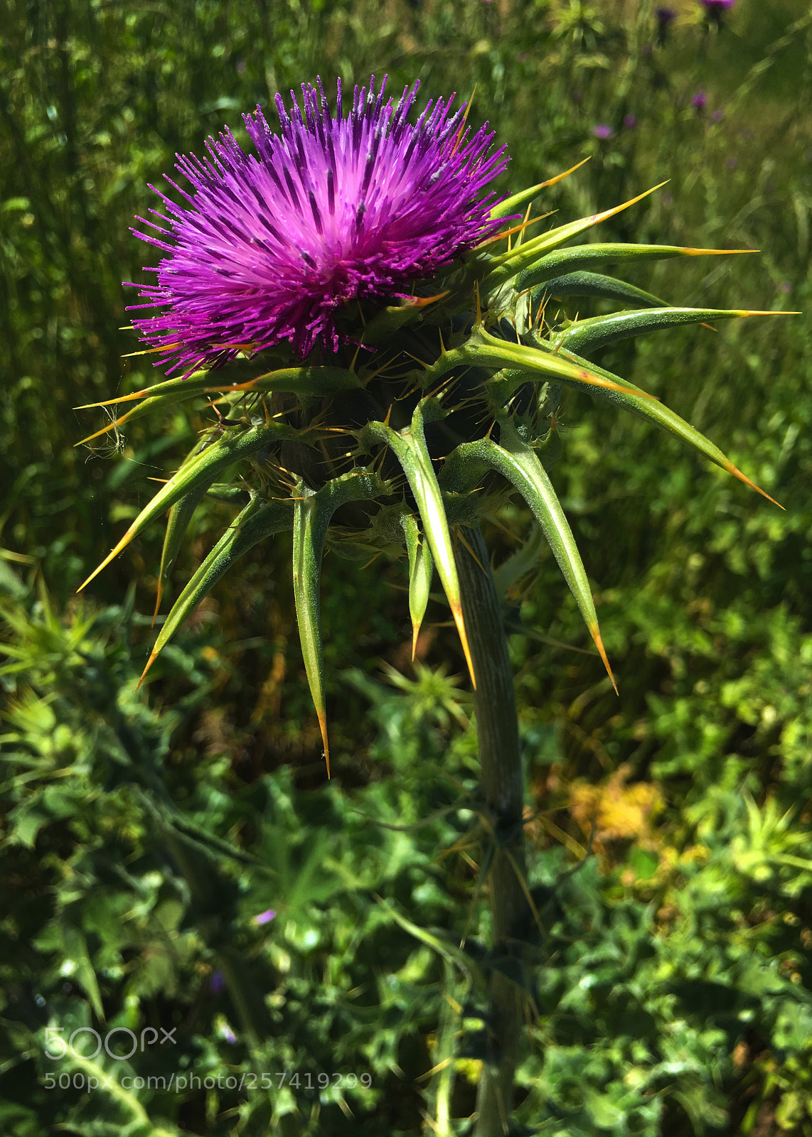 Apple iPhone 6s Plus sample photo. Cardo mariano. silybum marianum photography