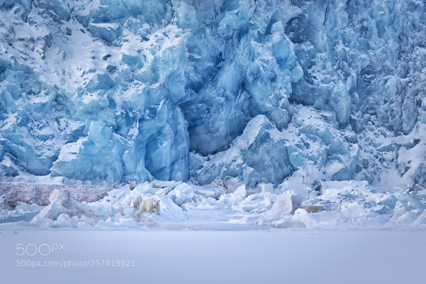 Canon EOS 5D Mark IV sample photo. Polar bears in front photography