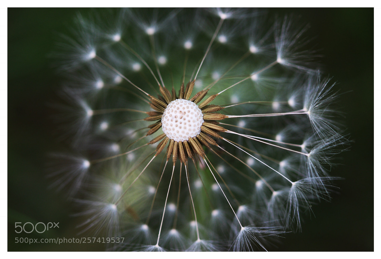 Canon EOS 100D (EOS Rebel SL1 / EOS Kiss X7) sample photo. Another dandelion photography