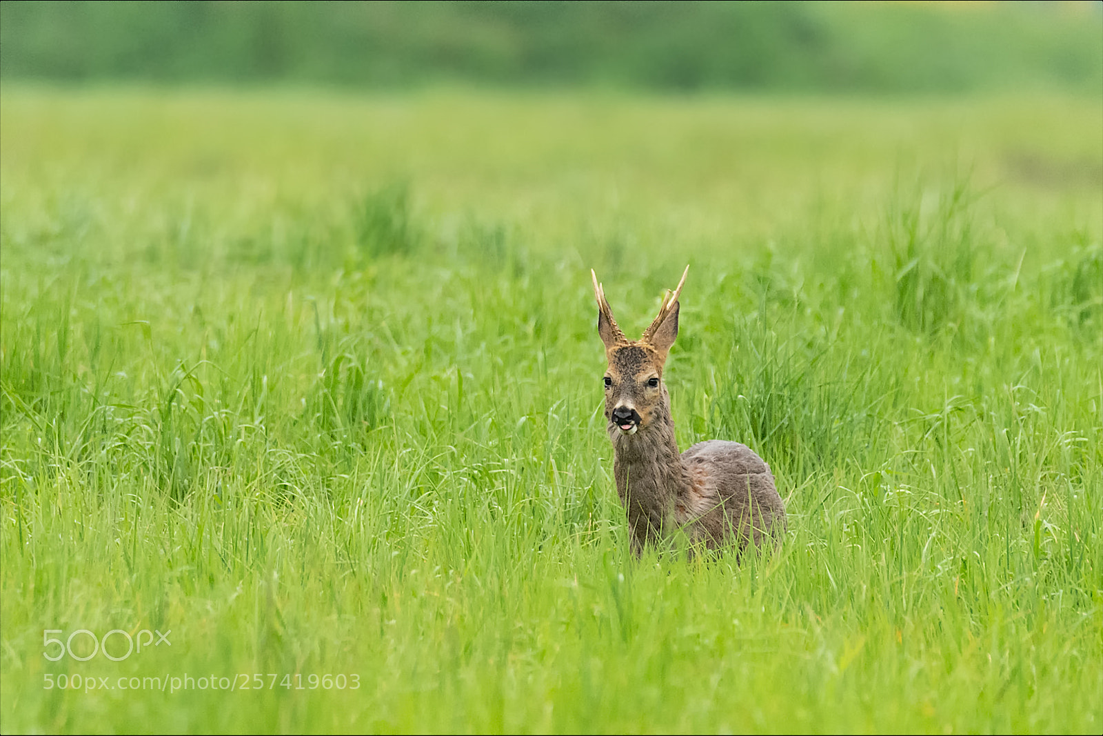 Nikon D850 sample photo. Roebuck / rehbock photography