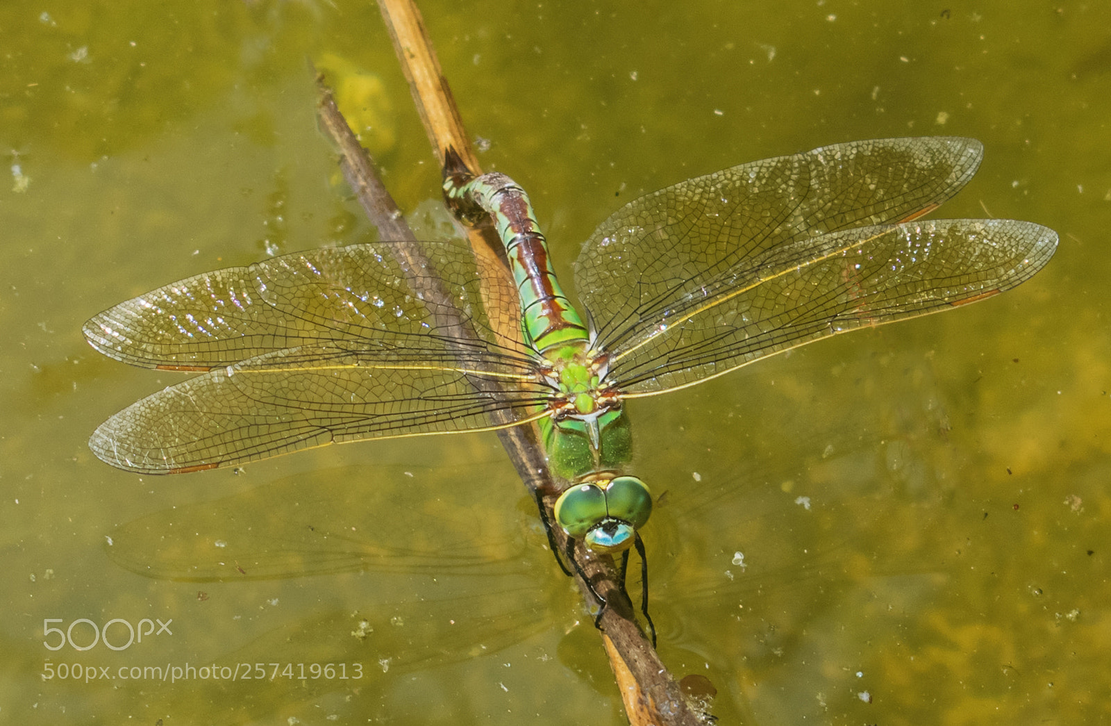 Nikon D3300 sample photo. The green dragonfly photography