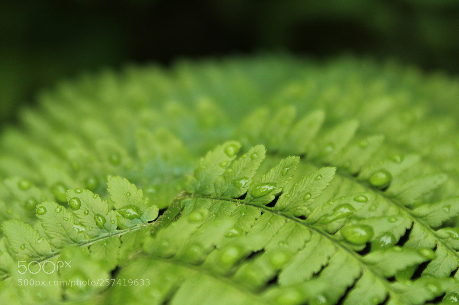 Canon EOS 1300D (EOS Rebel T6 / EOS Kiss X80) sample photo. Green nature photography