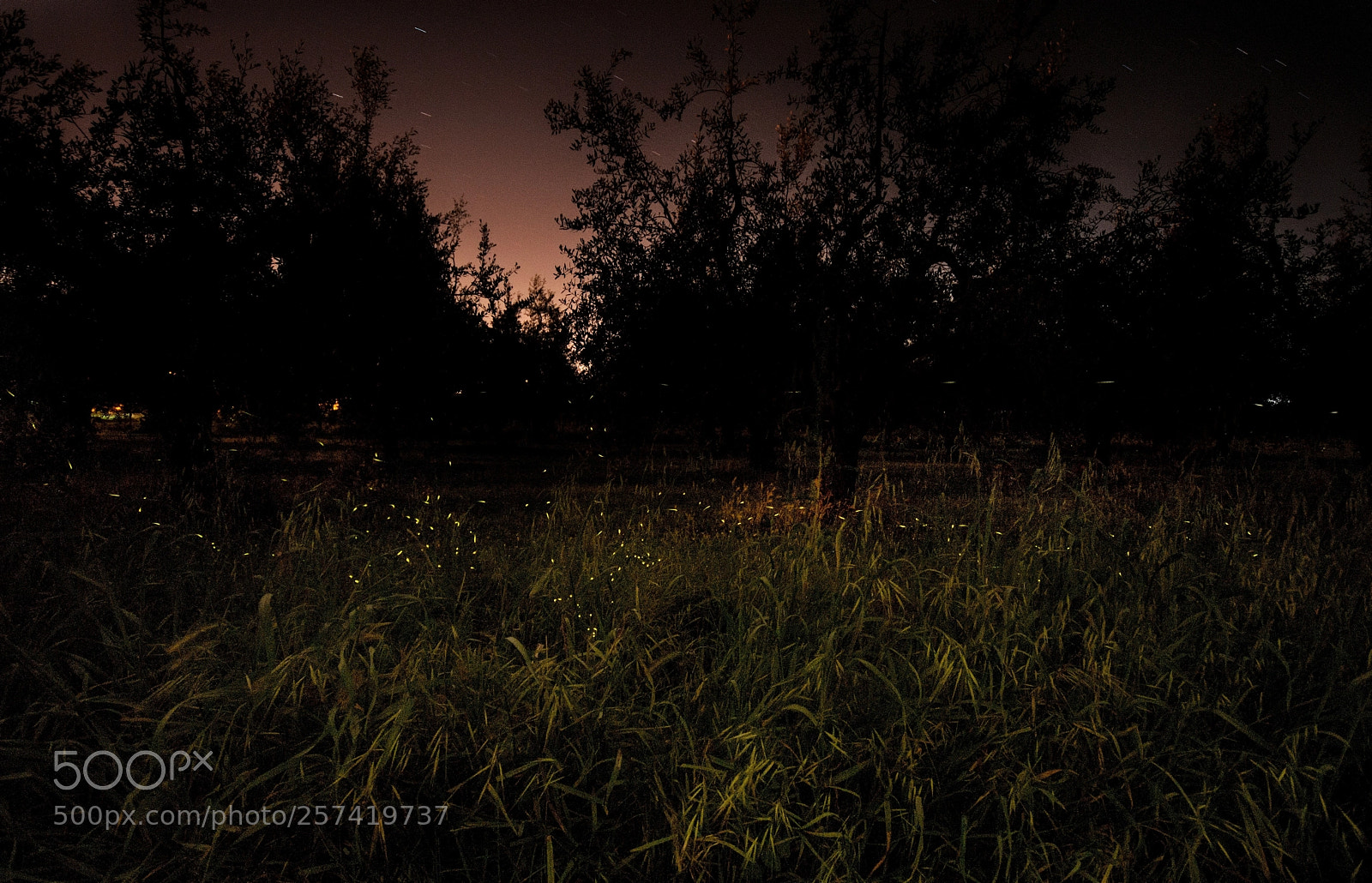 Nikon D5200 sample photo. Lucciole photography