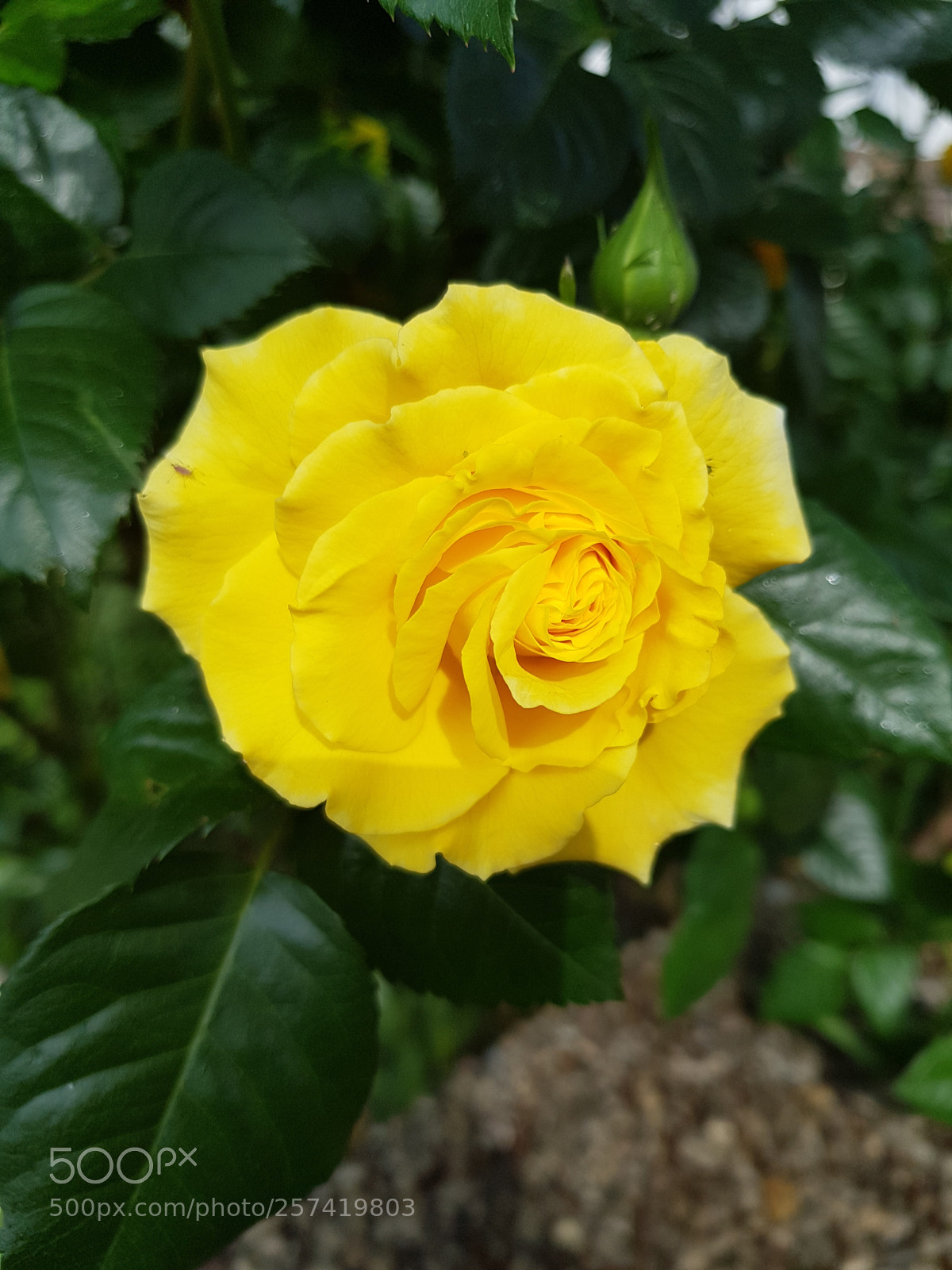 Samsung Galaxy S8 sample photo. Untitled photography