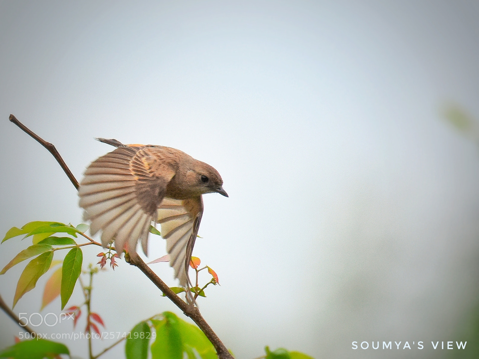 Nikon D7200 sample photo. Take off photography