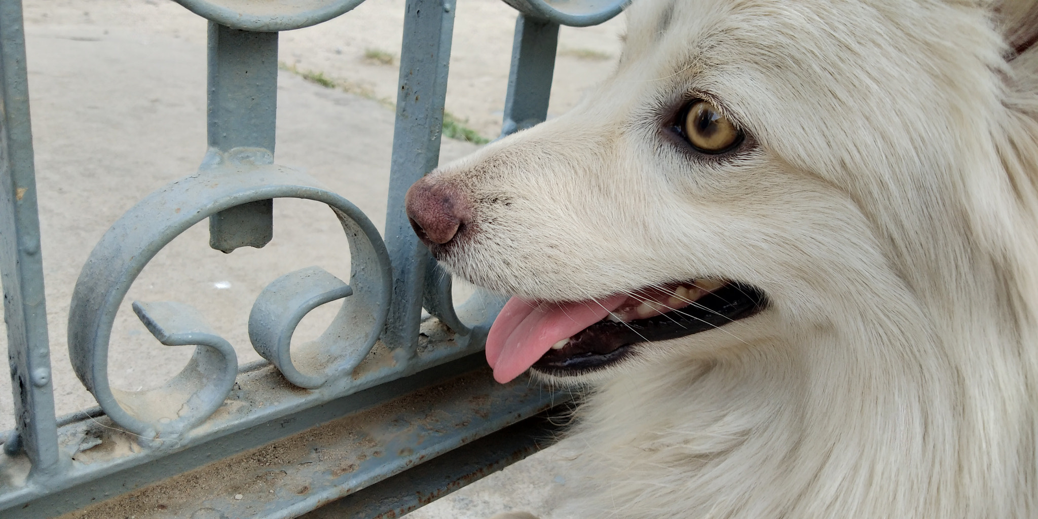 vivo 1718 sample photo. Japanese spitz photography