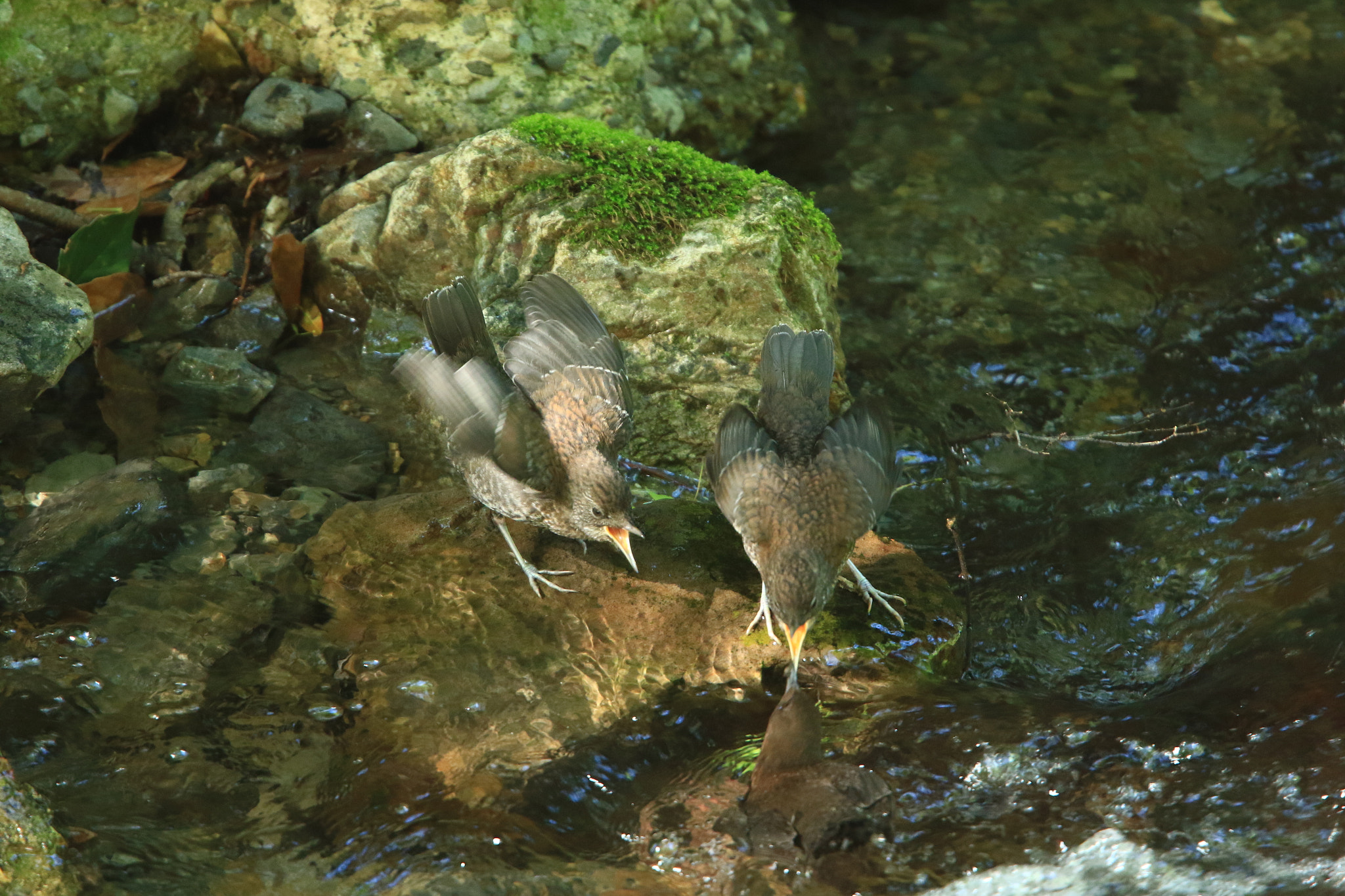 Canon EF 400mm F2.8L IS USM sample photo. Hungry！ ③  カワガラス oh！ photography