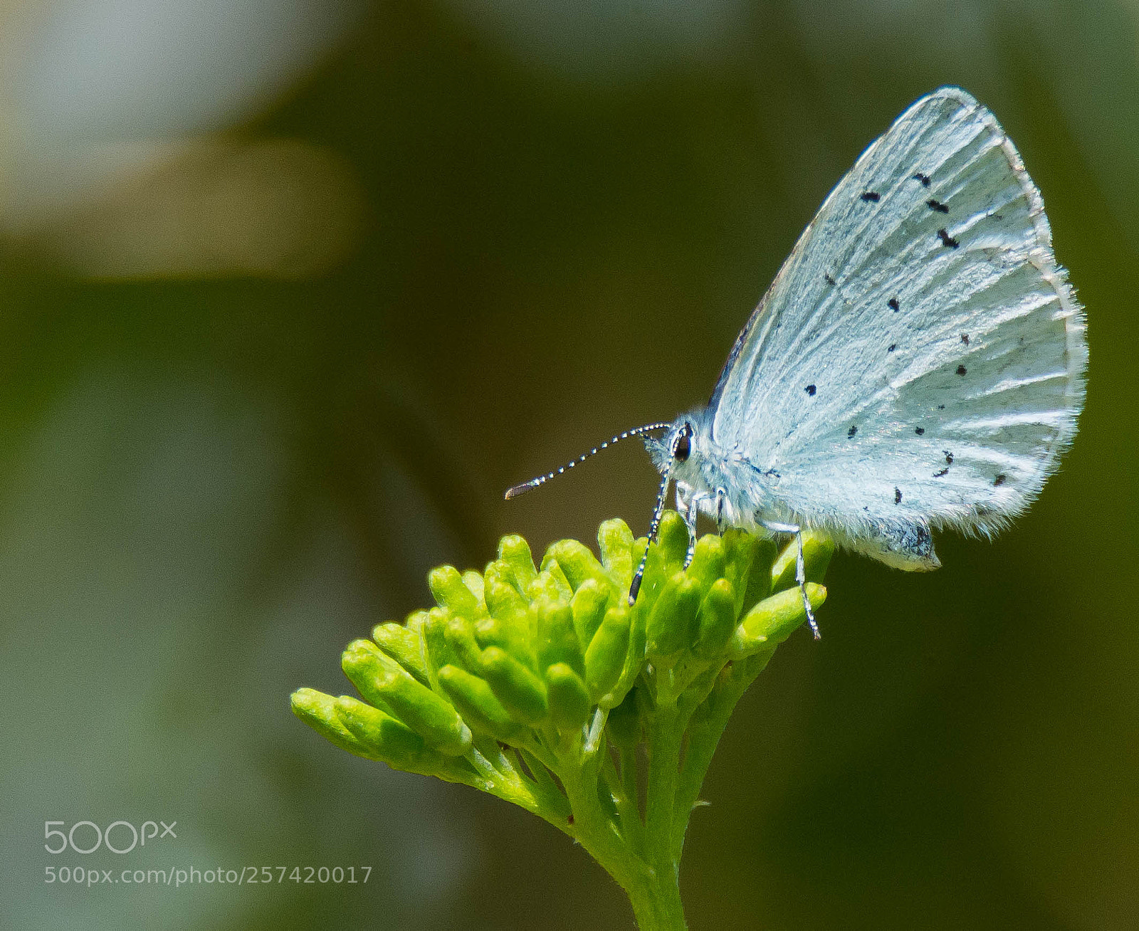 Nikon D7100 sample photo. Blue on black photography