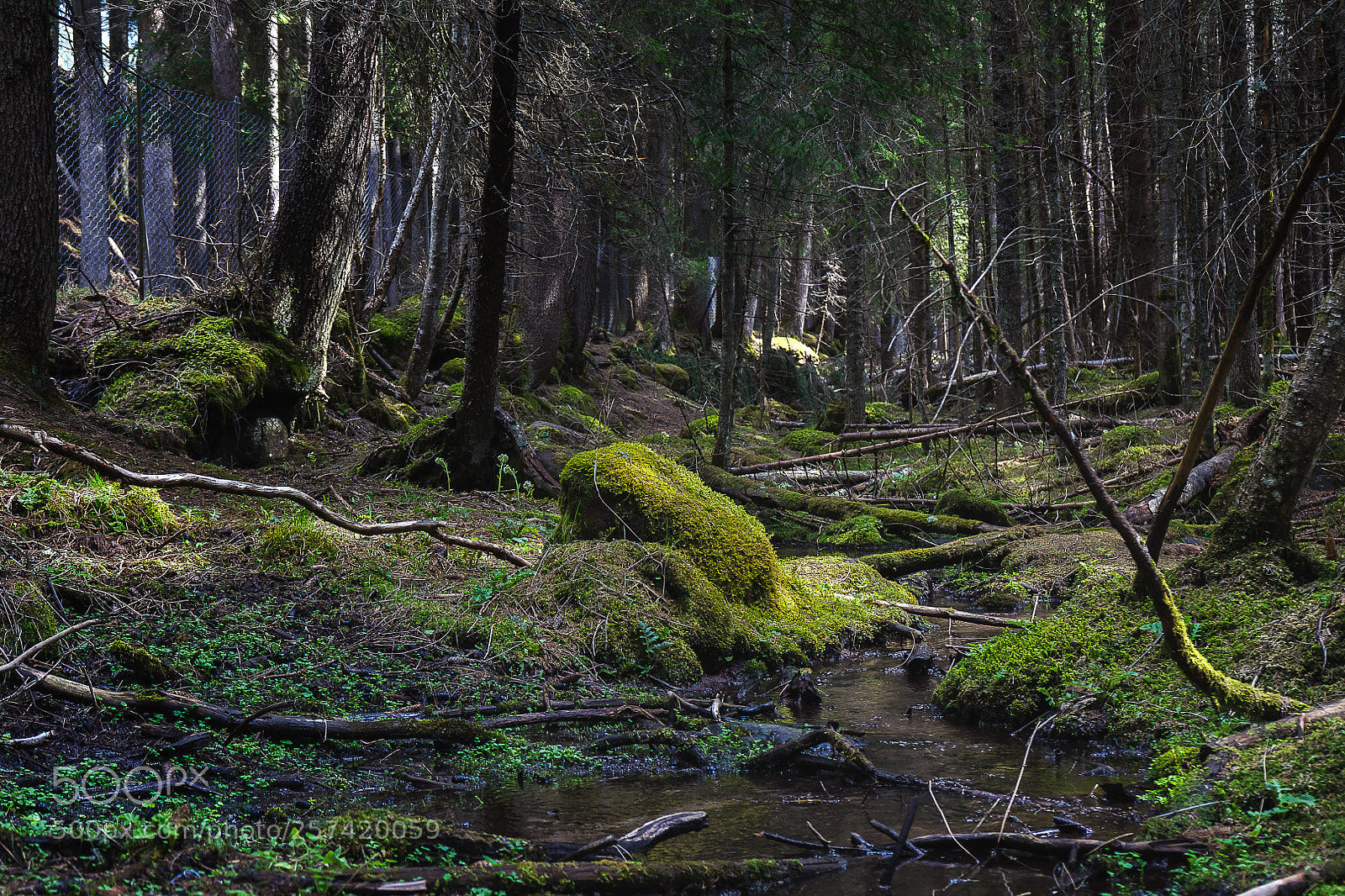 Sony a7 sample photo. Tangled undergrowth photography