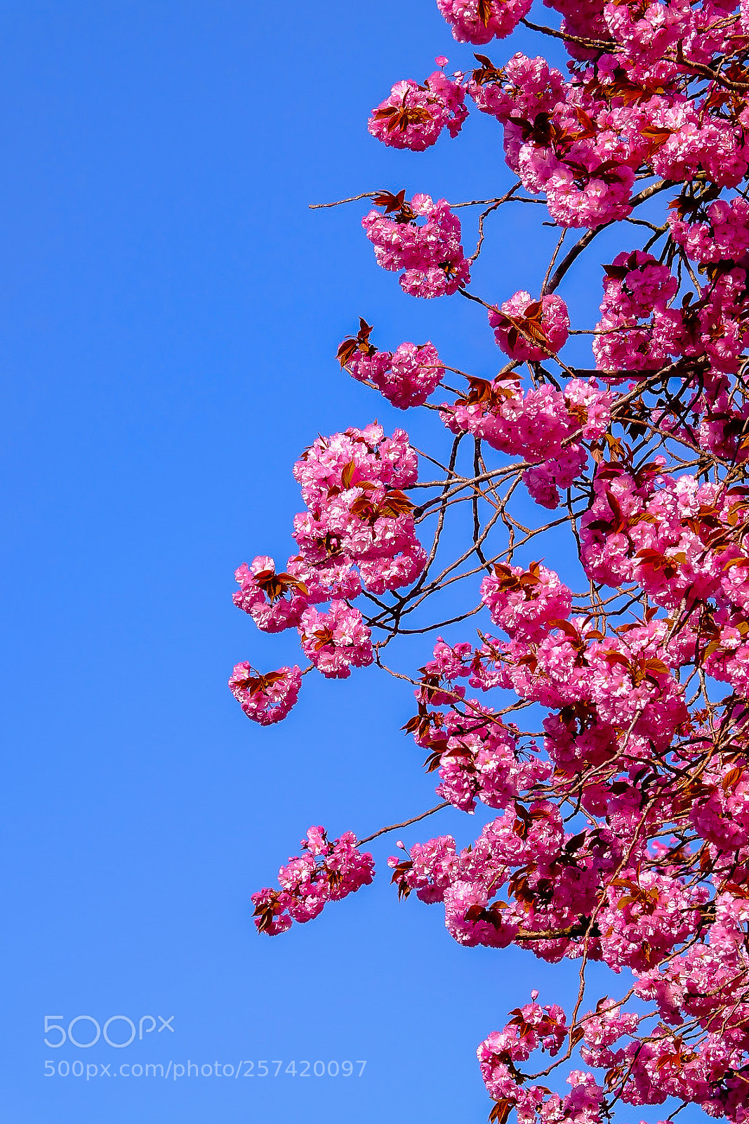 Fujifilm X-T1 sample photo. Cherry tree photography