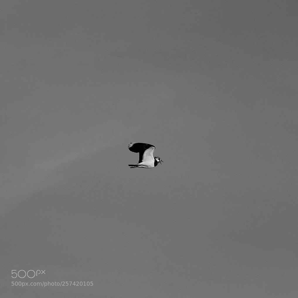 Fujifilm X-E3 sample photo. Lapwing photography