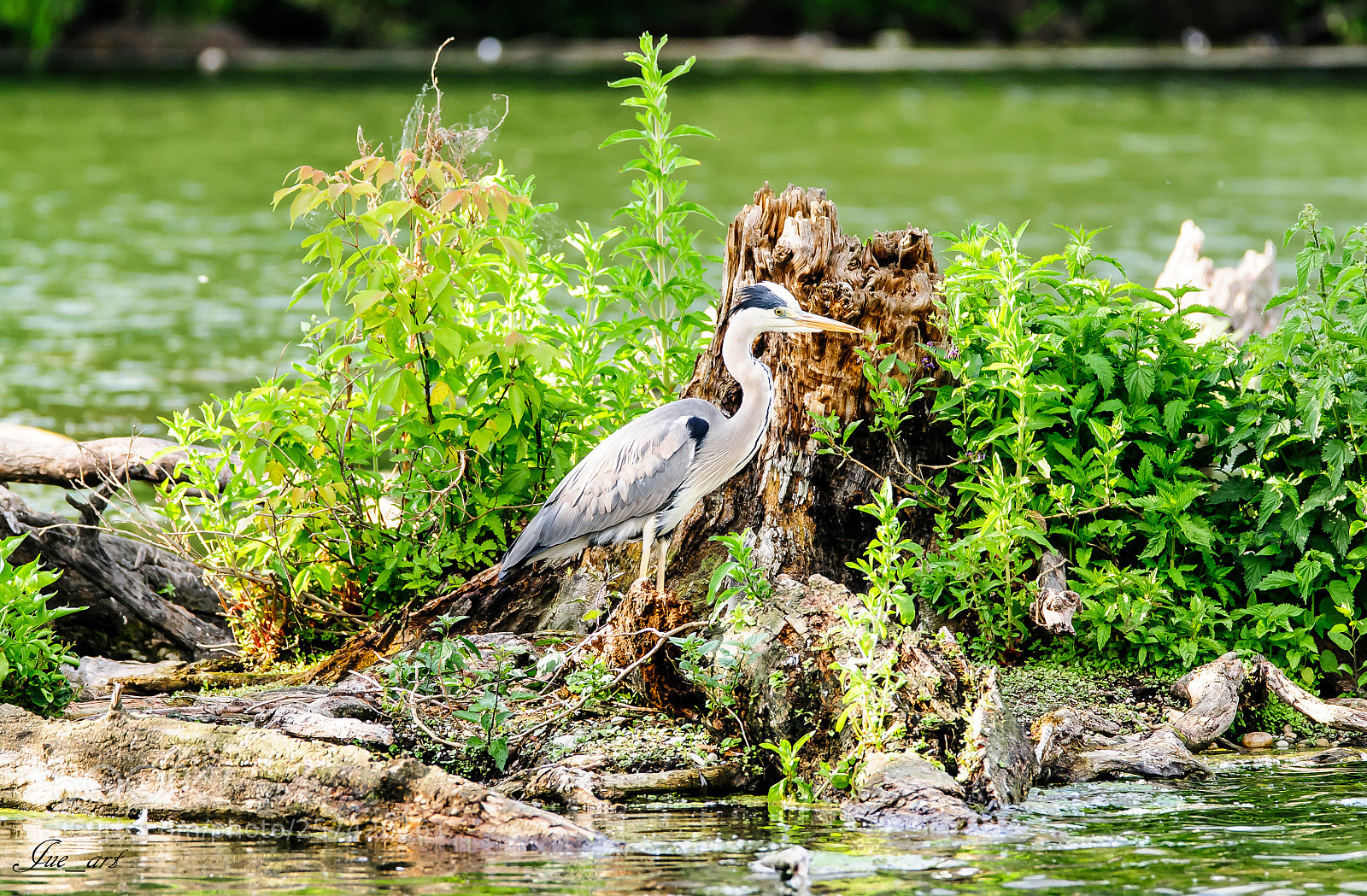 Nikon D300S sample photo. Silberreiher photography