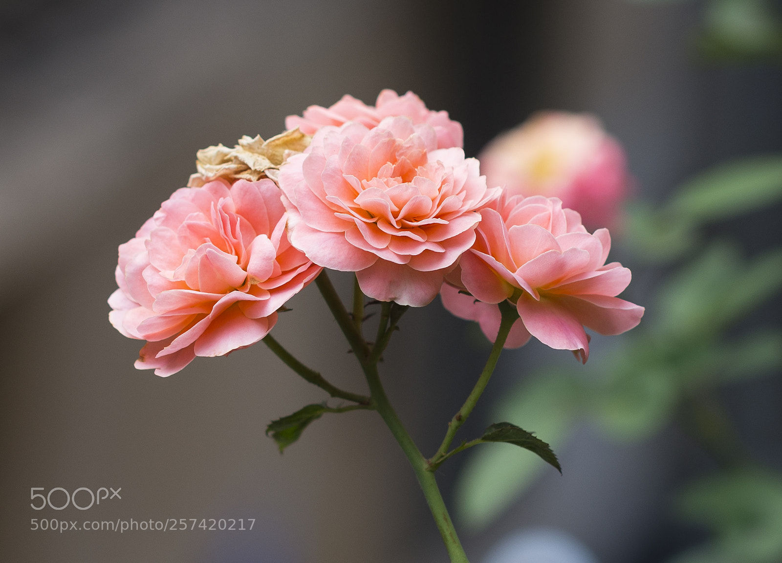 Nikon D600 sample photo. Rose 1 photography