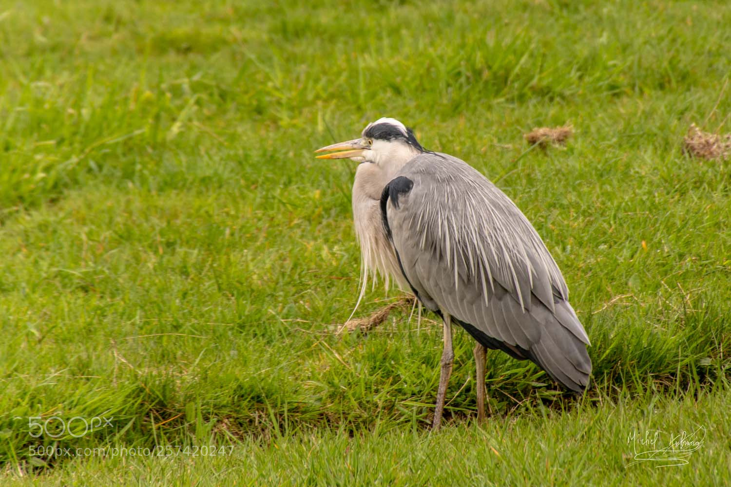 Nikon D7200 sample photo. Amsterdam maken un h photography