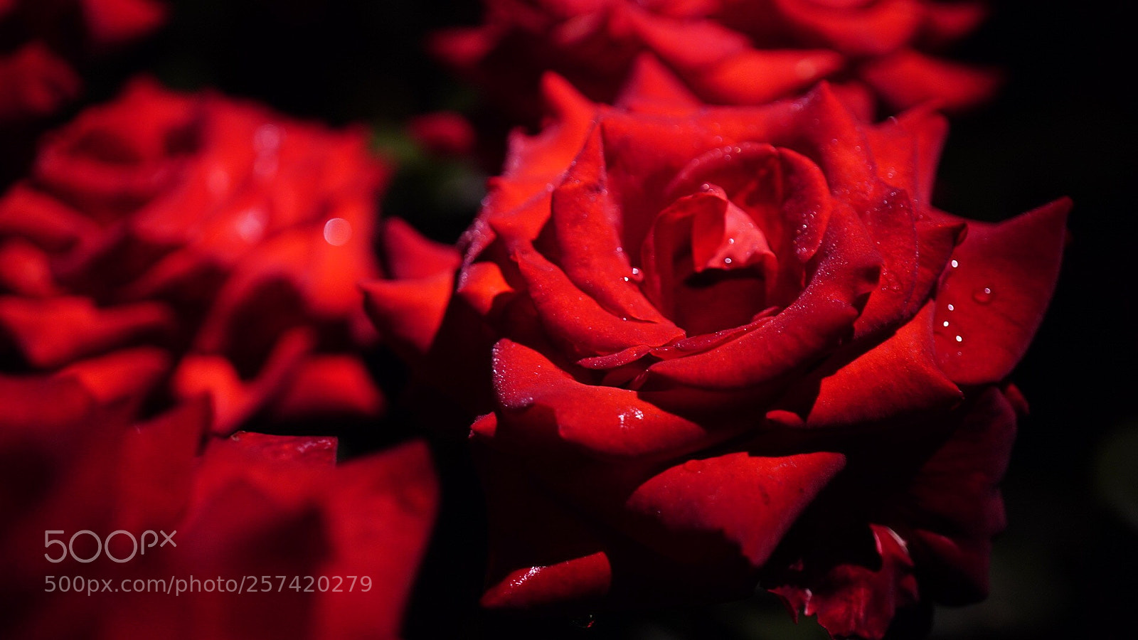 Sony a7S sample photo. Untitled photography