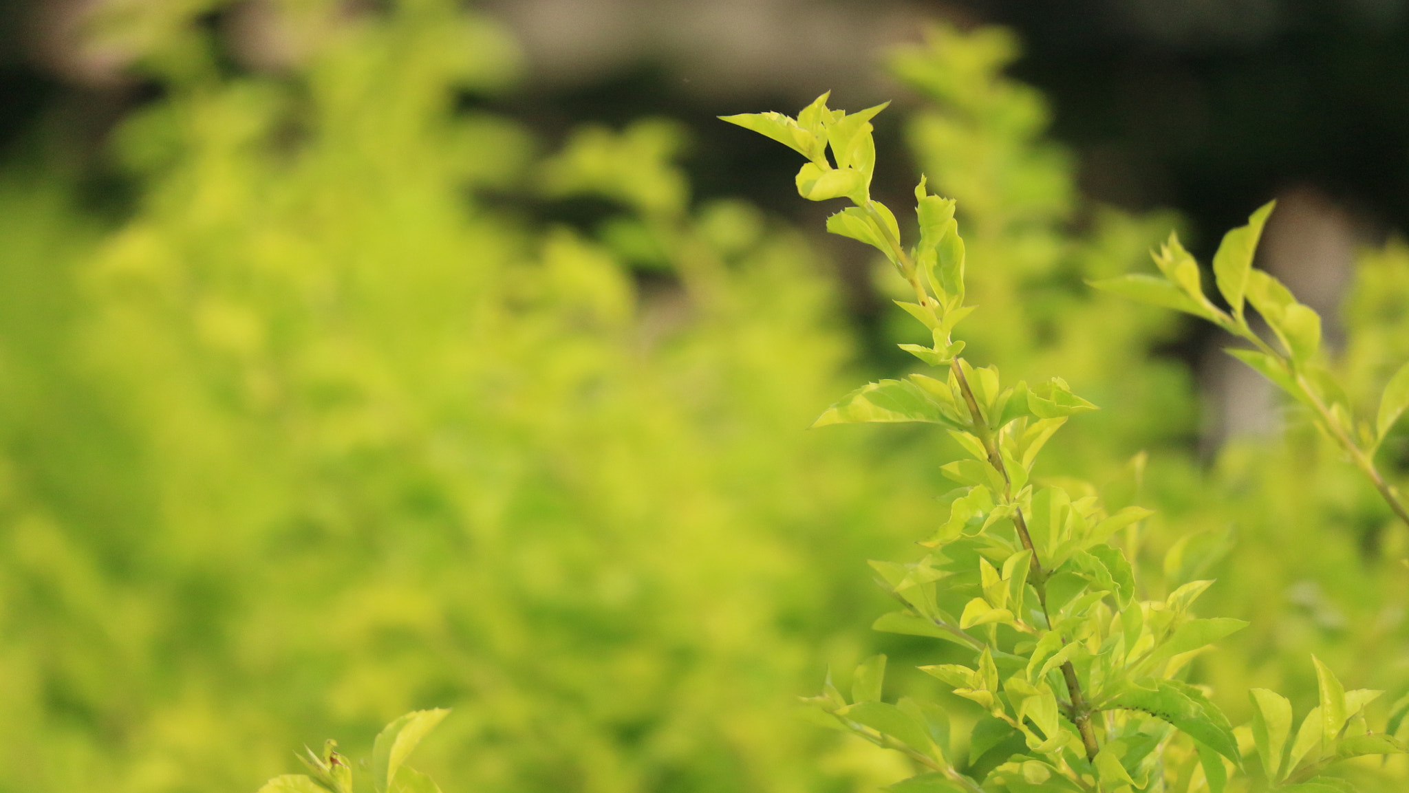 Canon EF-M 55-200mm F4.5-6.3 IS STM sample photo. Yellow leaf photography