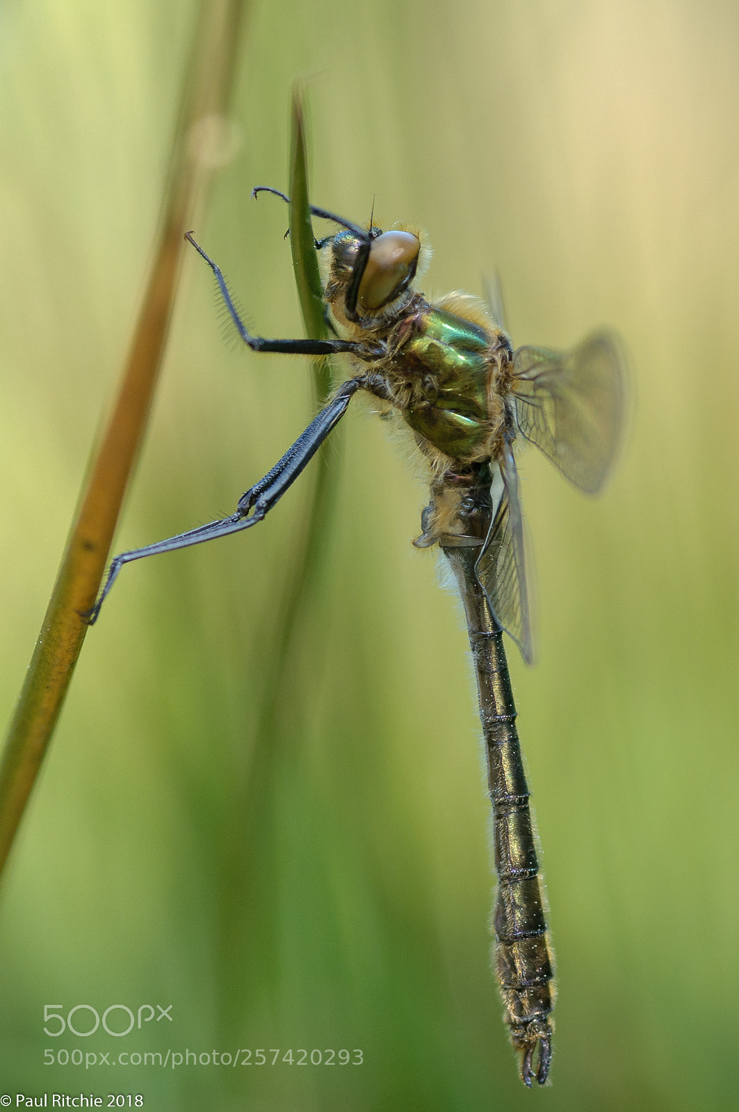 Nikon D90 sample photo. Fresh photography