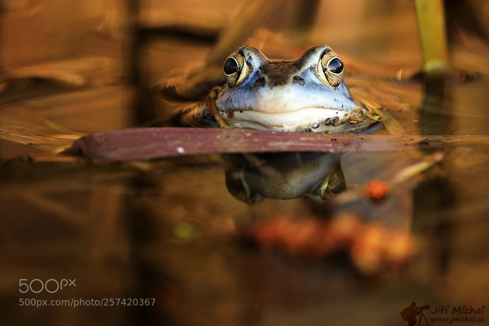 Canon EOS 5D Mark IV sample photo. The moor frog photography