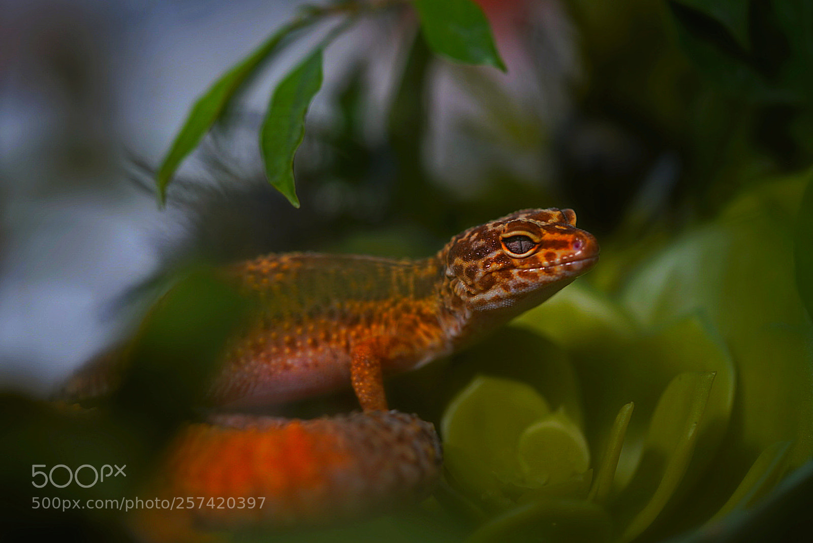 Sony a7R III sample photo. Behind the glass photography