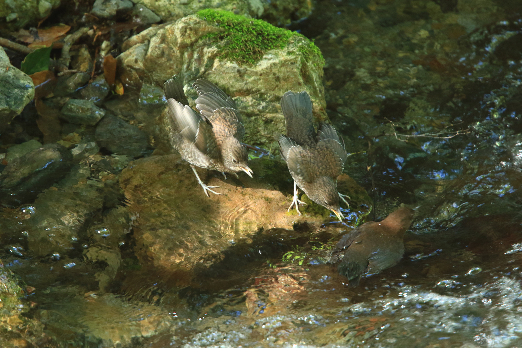 Canon EF 400mm F2.8L IS USM sample photo. Hungry ④ i want to eat more！ photography