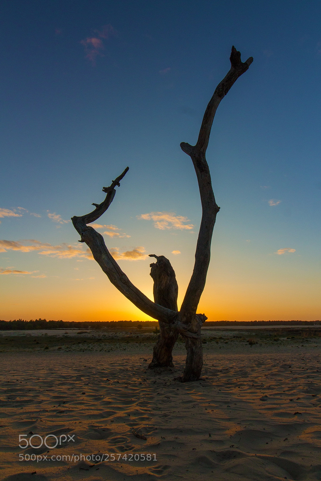 Canon EOS 700D (EOS Rebel T5i / EOS Kiss X7i) sample photo. Dead tree in the photography