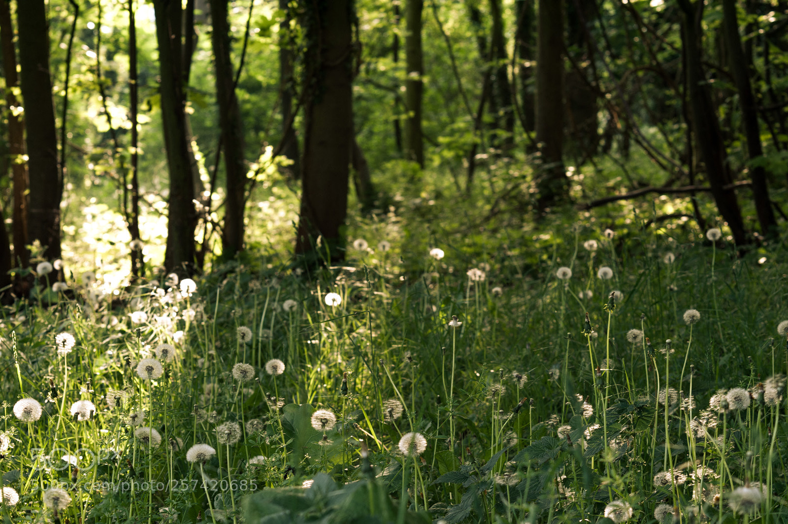 Nikon D700 sample photo. Dandelions and trees photography