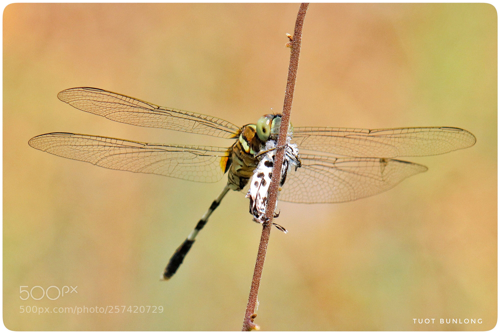 Canon EOS 77D (EOS 9000D / EOS 770D) sample photo. Untitled photography