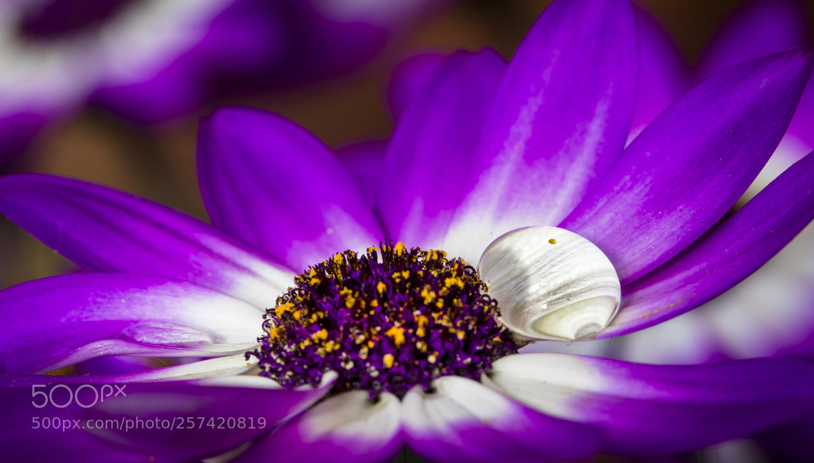 Canon EOS 5D Mark IV sample photo. More purple splendor photography