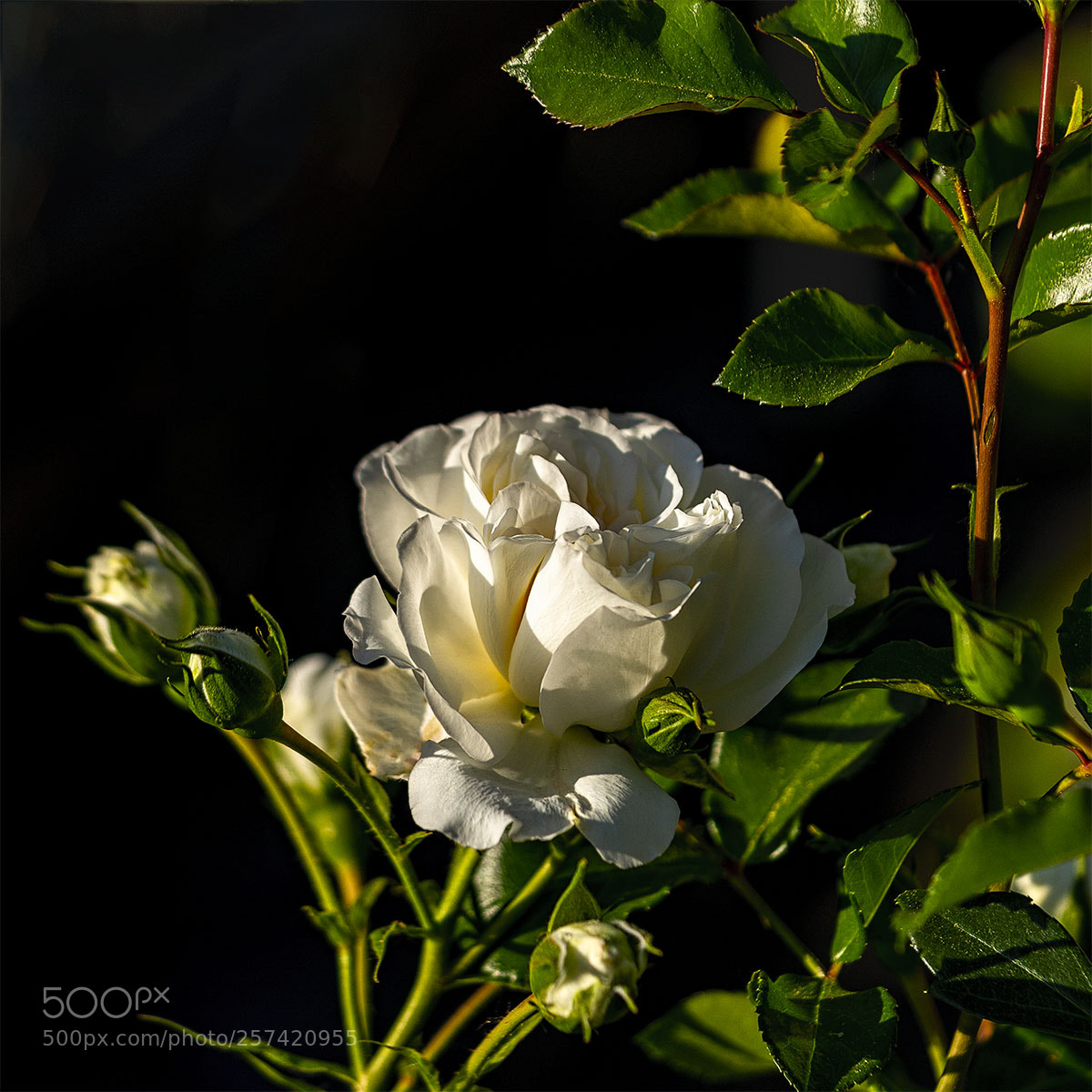 Sony a6300 sample photo. Blüten 090518-016 photography