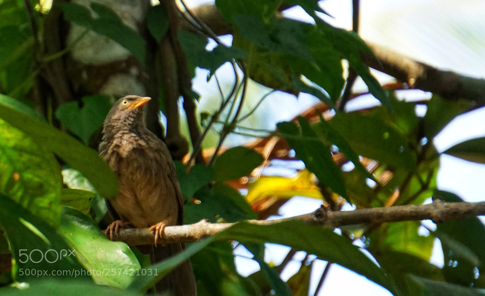 Sony a6000 sample photo. Enlightened nightingale photography