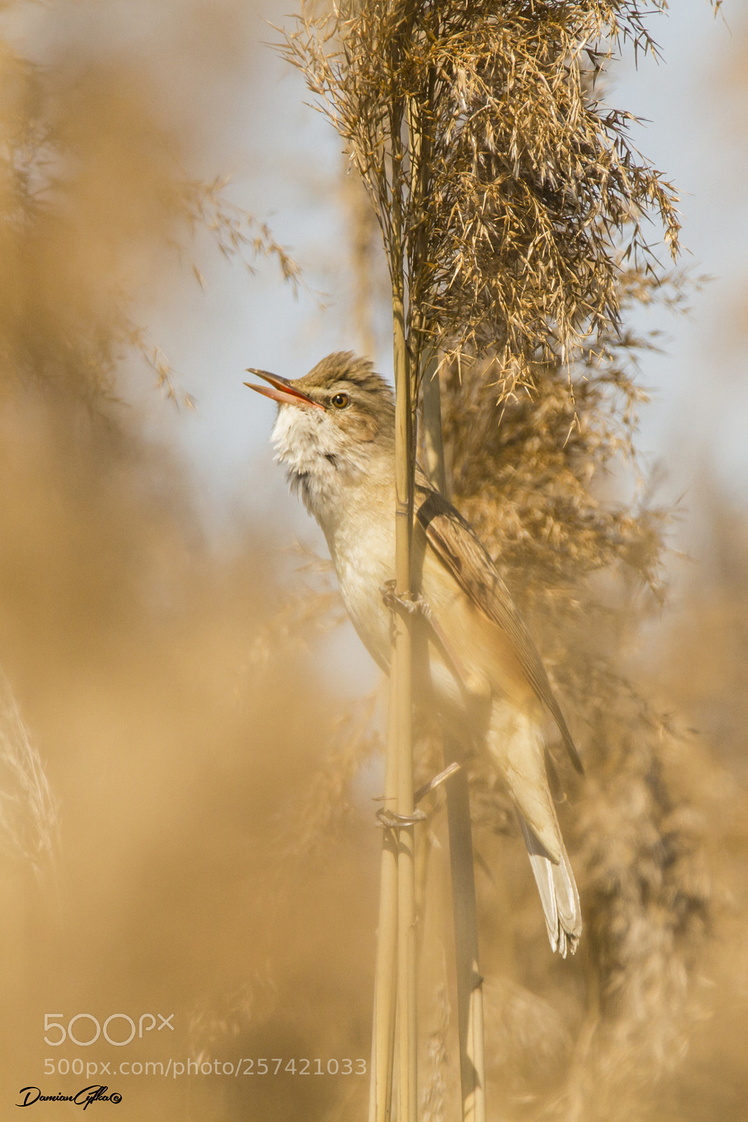 Canon EOS 7D sample photo. Great reed warbler photography