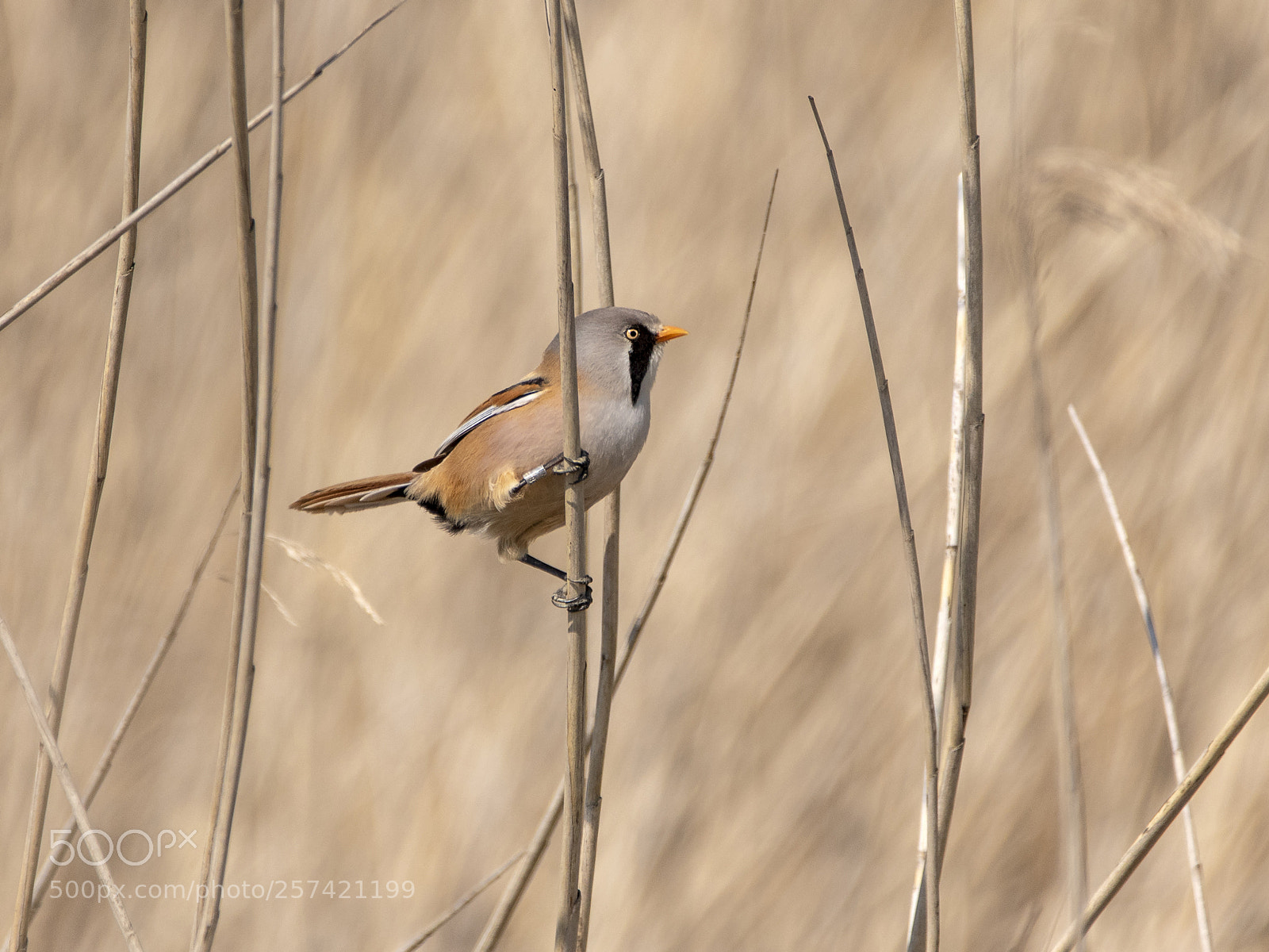 Canon EOS 7D Mark II sample photo. Panure aux aguets photography