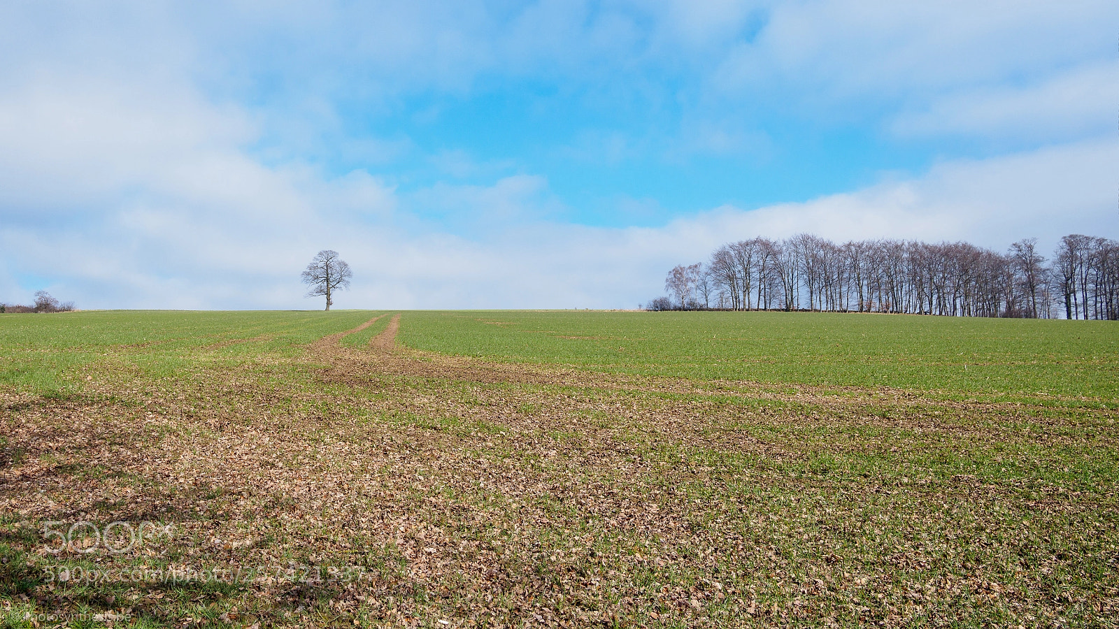 Olympus OM-D E-M10 sample photo. One tree photography