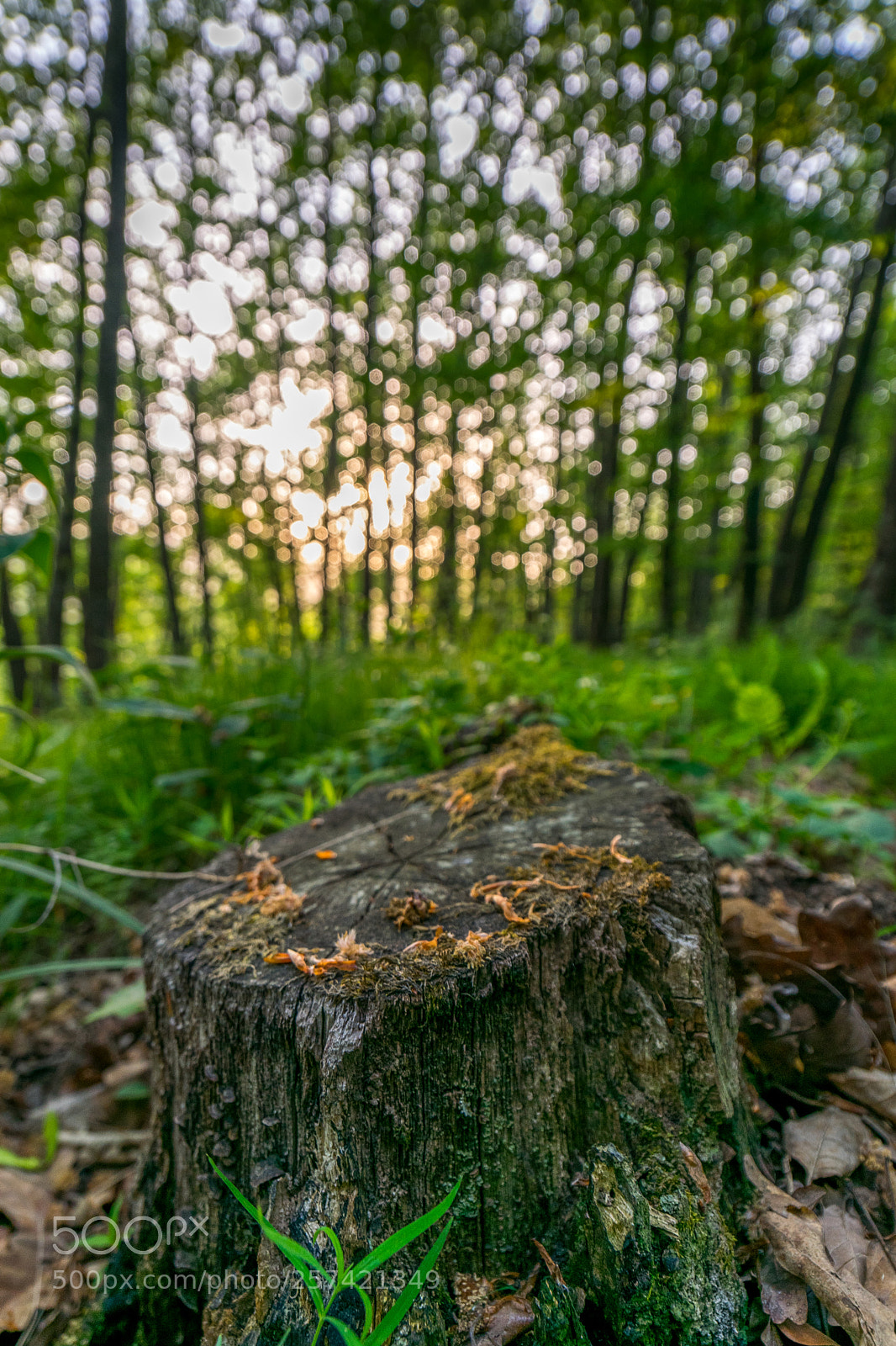 Nikon D3300 sample photo. Untitled photography