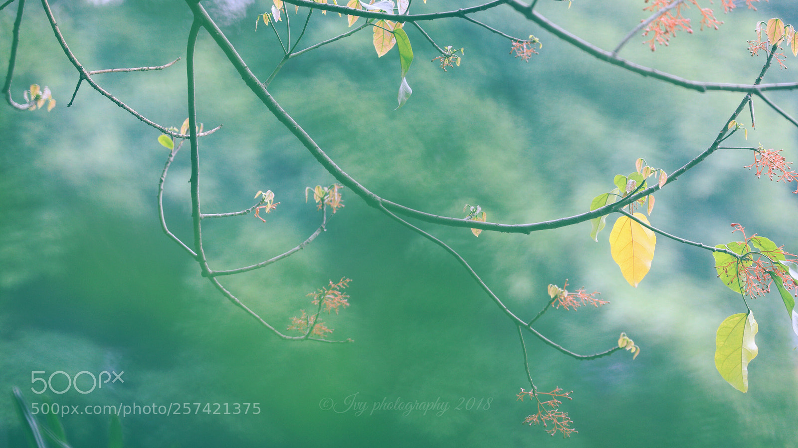 Canon EOS 5D Mark IV sample photo. Untitled photography