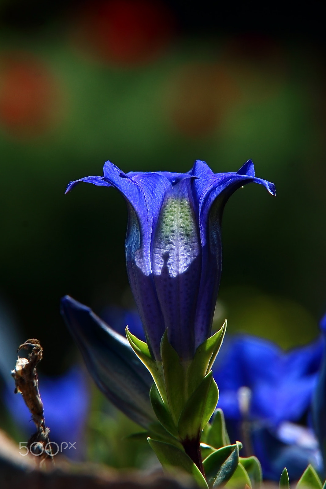 Canon EF-S 18-200mm F3.5-5.6 IS sample photo. Gentiana acualis photography