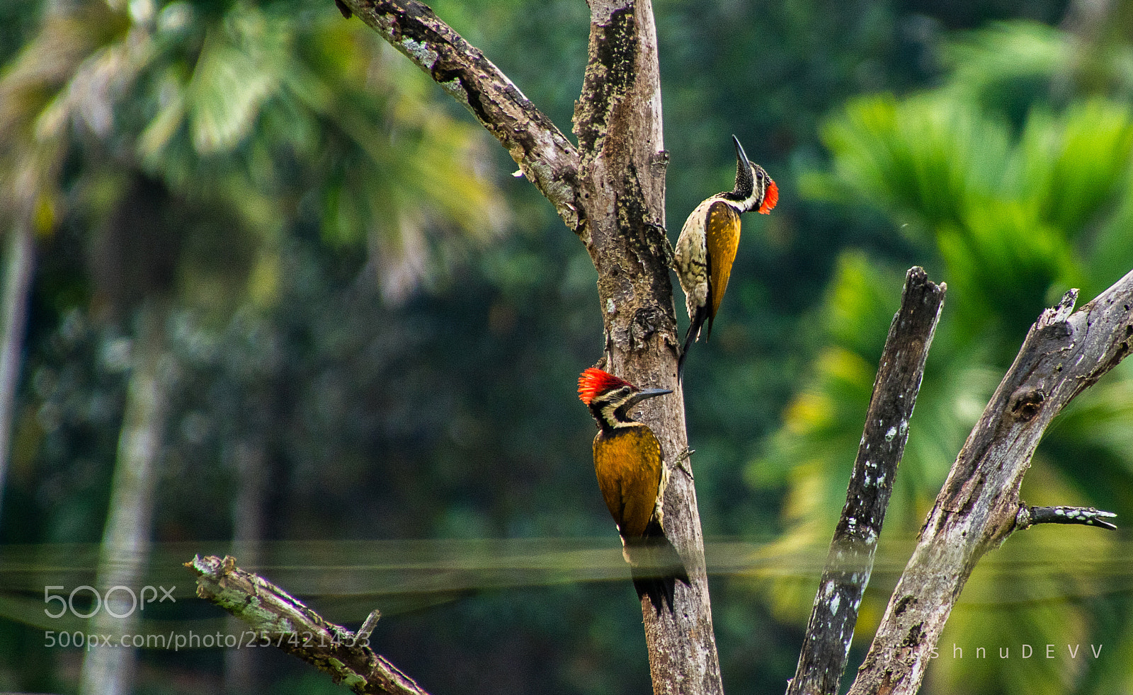 Canon EOS 7D Mark II sample photo. Woodpecker photography