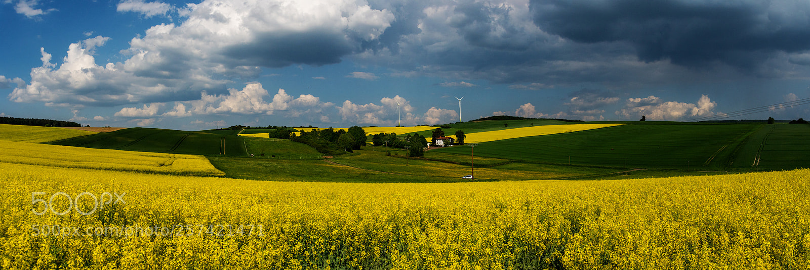 Sony ILCA-77M2 sample photo. Yellow photography