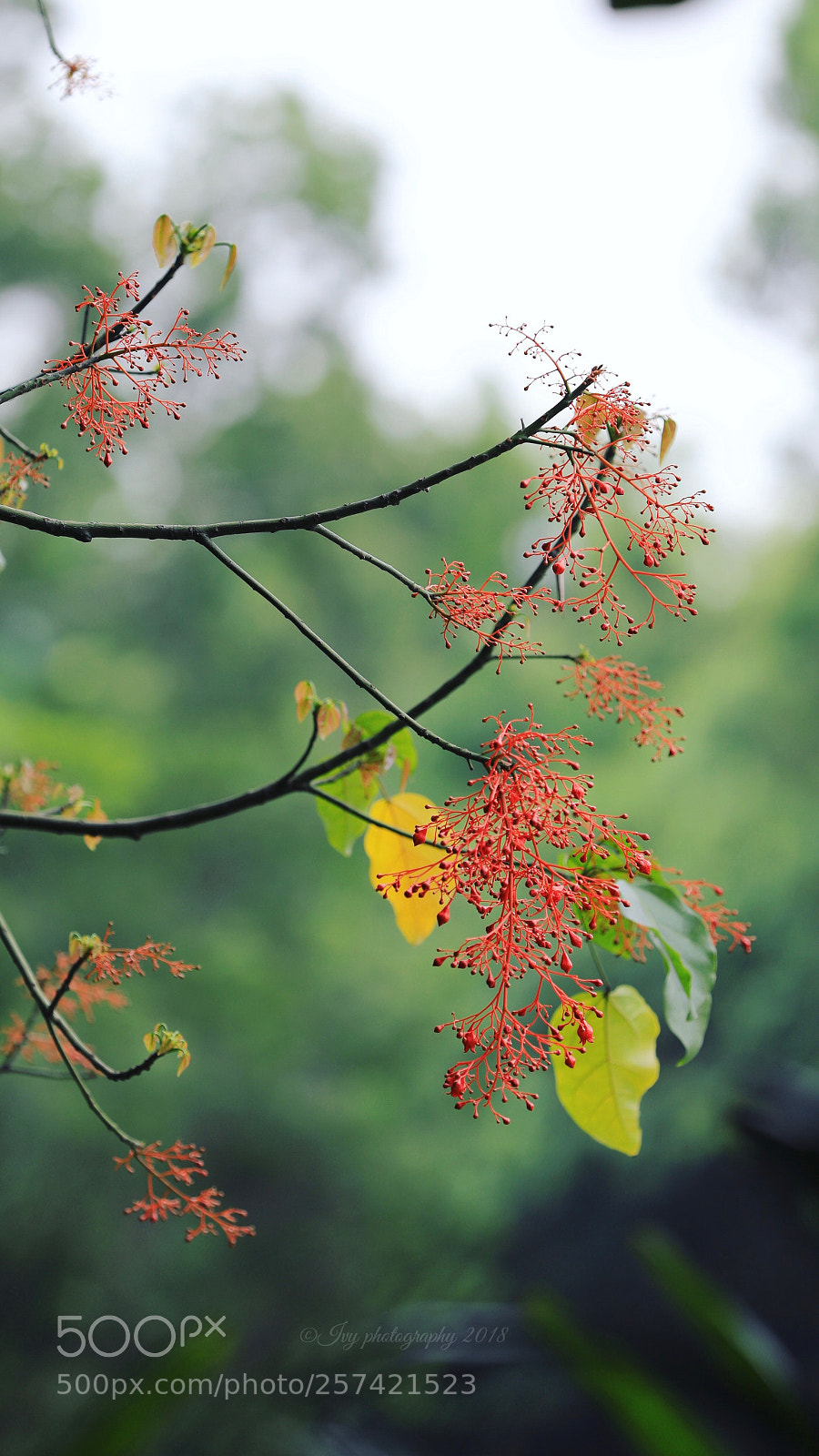 Canon EOS 5D Mark IV sample photo. Untitled photography