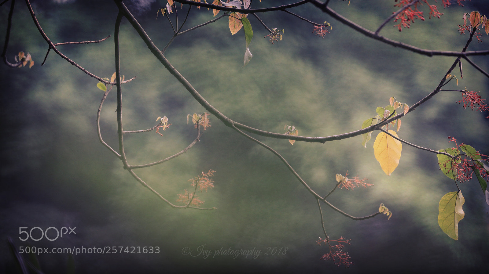 Canon EOS 5D Mark IV sample photo. Untitled photography
