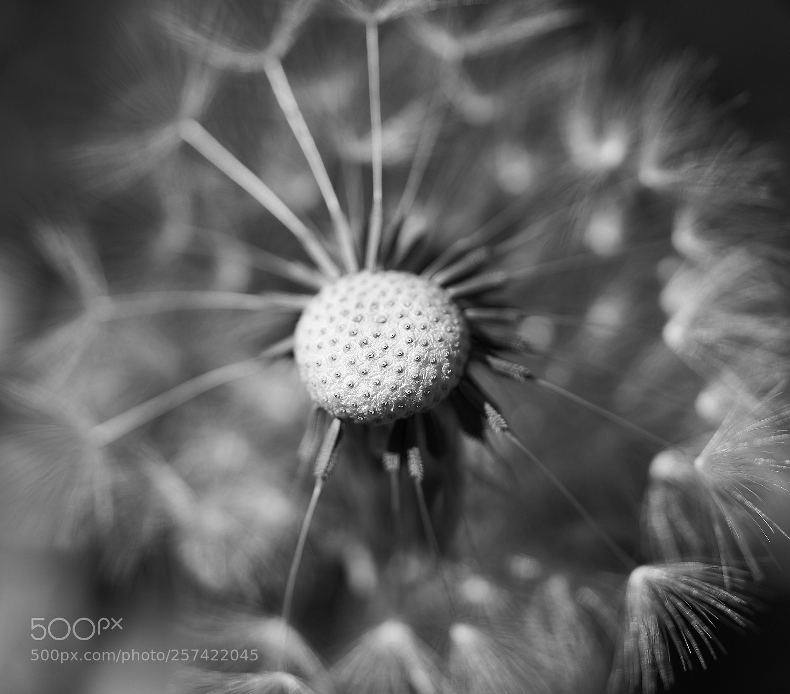 Sony a7R III sample photo. Mono dandelion photography