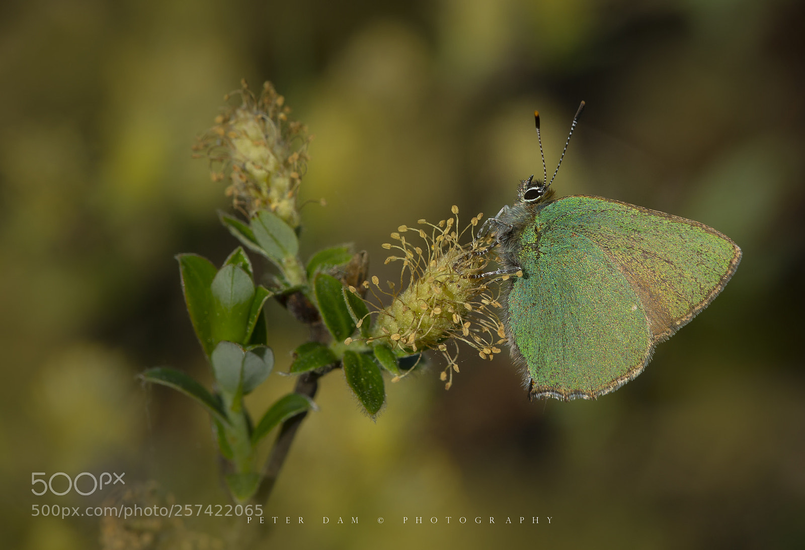 Canon EOS-1D X sample photo. The green hairstreak photography