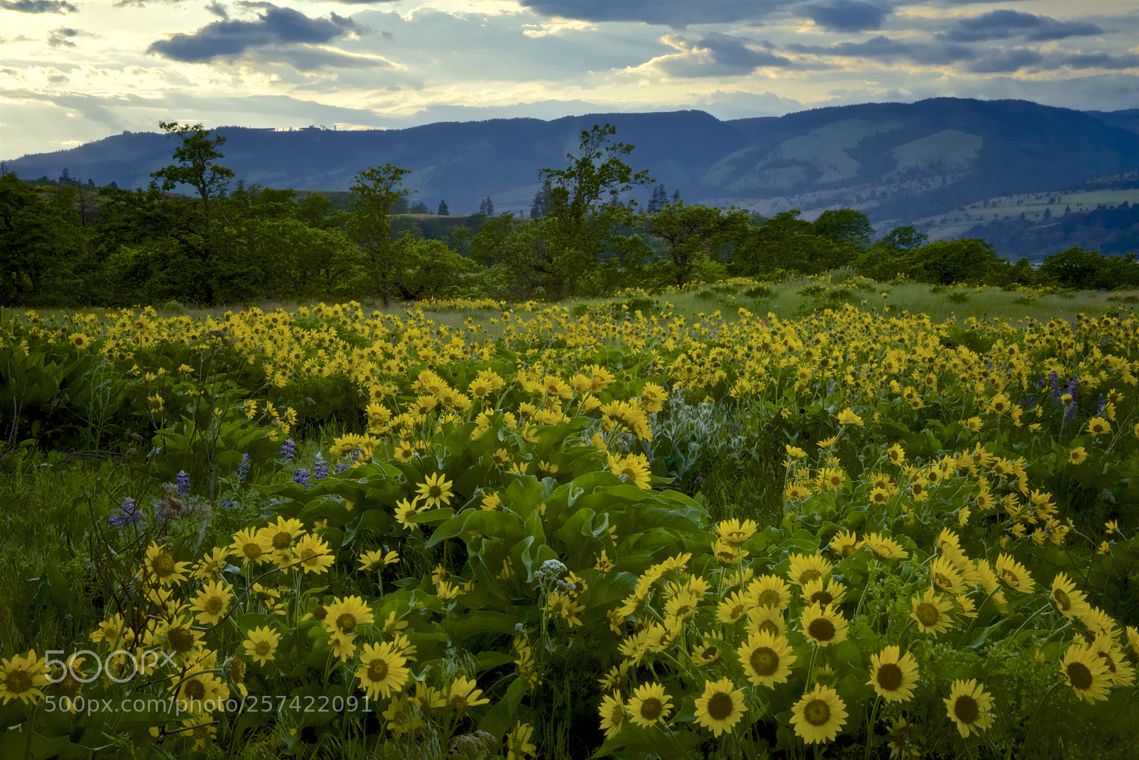 Nikon D750 sample photo. Spring wildflowers photography