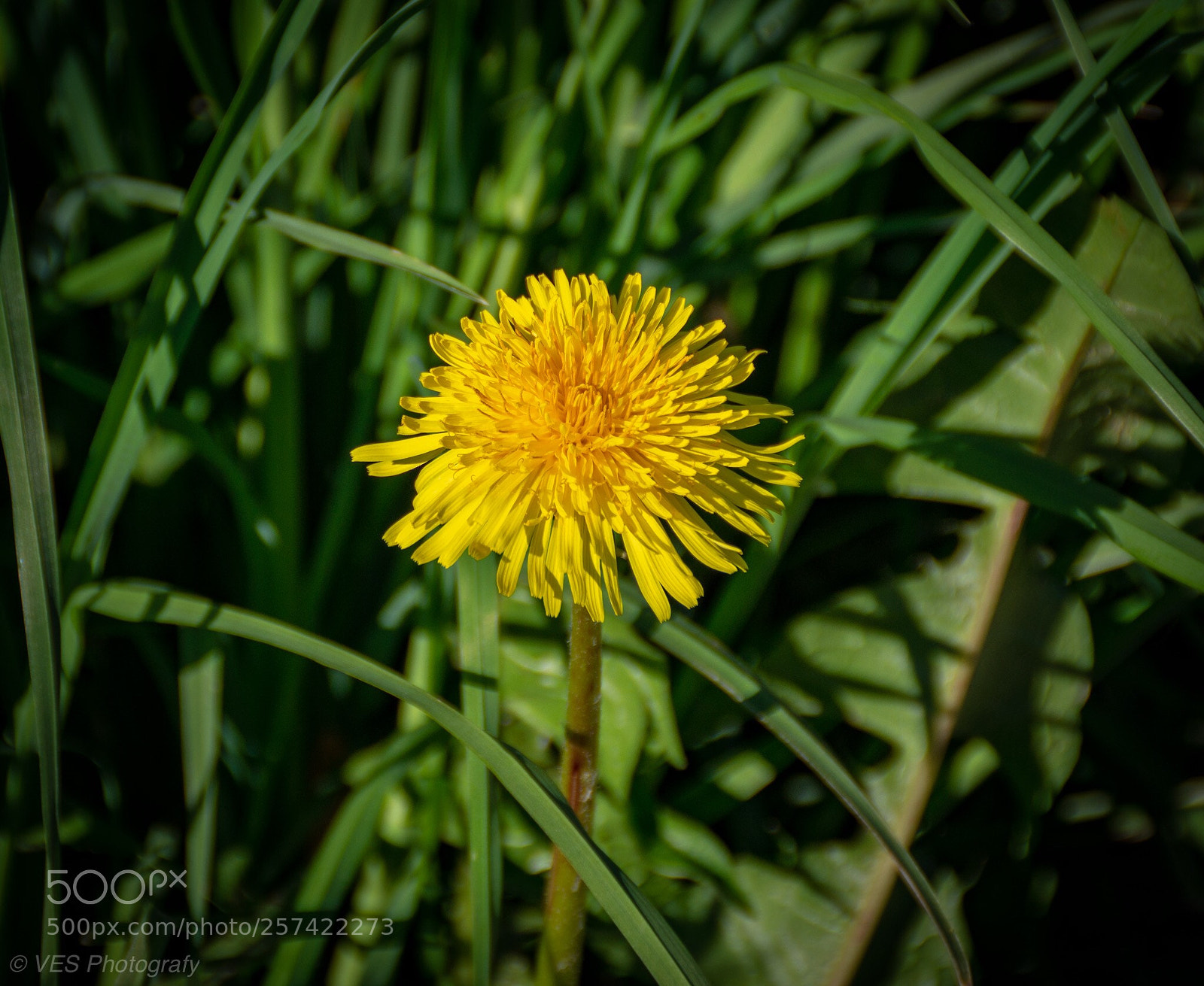 Sony SLT-A58 sample photo. Dandelion photography