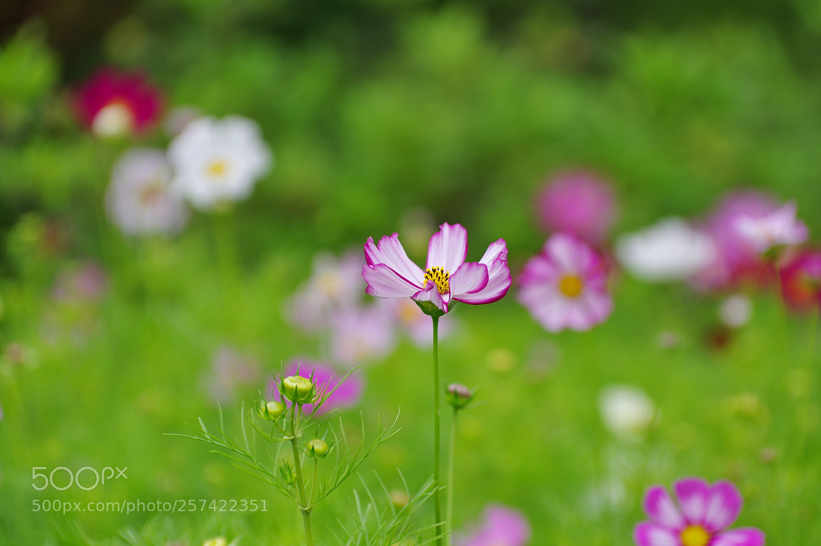 Pentax K-3 II sample photo. Untitled photography