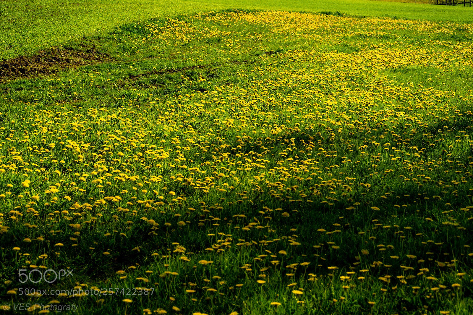 Sony SLT-A58 sample photo. Summer photography