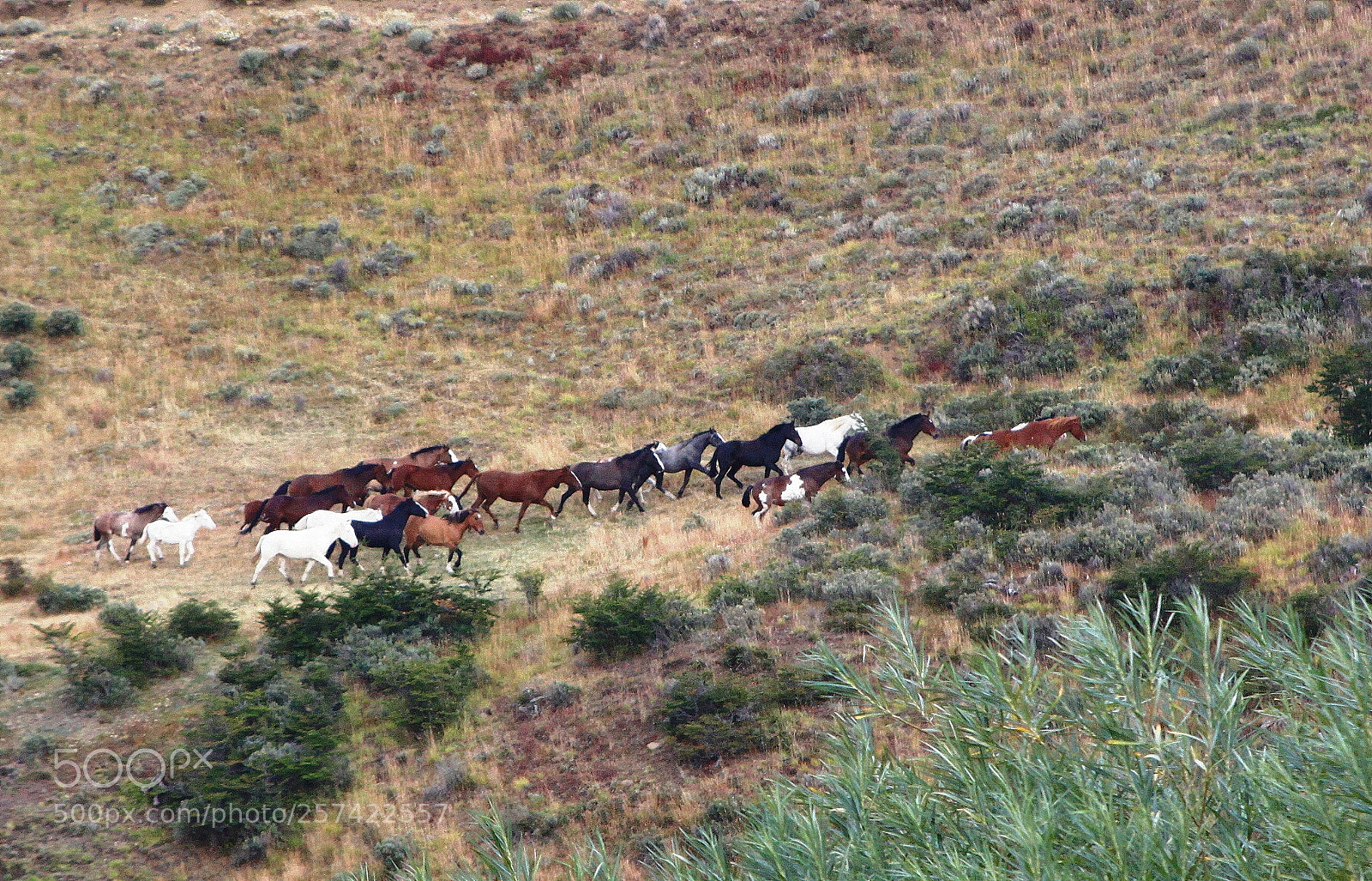 Canon EOS 50D sample photo. Horses in patagonia photography